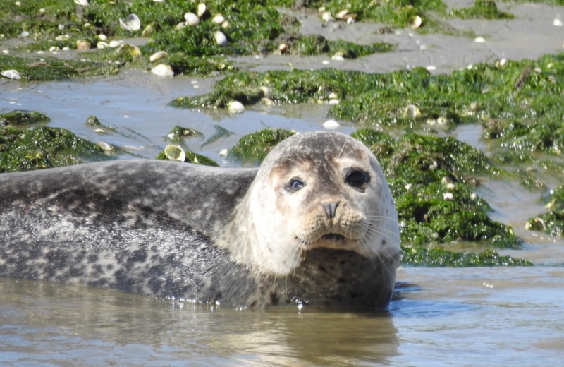 Marstrand-Rondvaarten